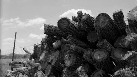Tree logs Timelapse B&amp;W Stock Footage 134700255