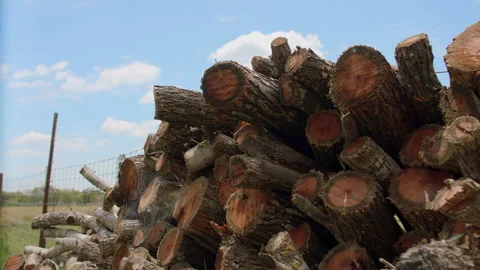 Tree logs Timelapse With Color Grade Stock Footage 134700191