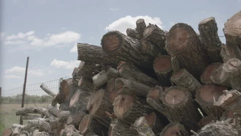 Tree logs Timelapse No Color Grade Stock Footage 134700296