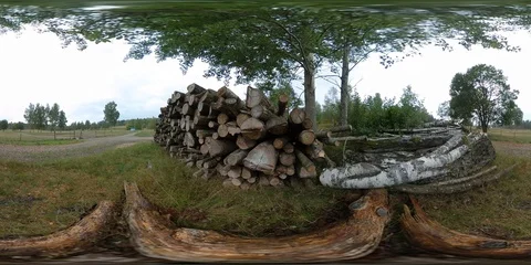 Tree Logs View - 360 VR Vidéo 94511699