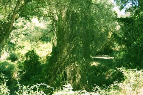 Tree with long leaves Stock Photos