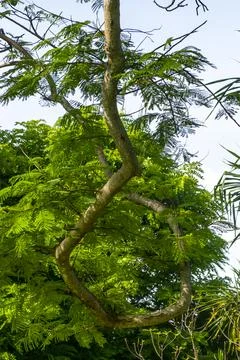 Tree with a long, twisted trunk is surrounded by other trees Stock Photos