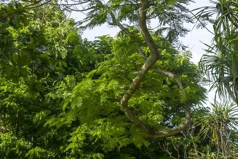 Tree with a long, twisted trunk is surrounded by other trees Stock Photos