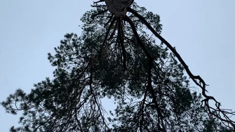 Tree looking up 動画素材 166975853