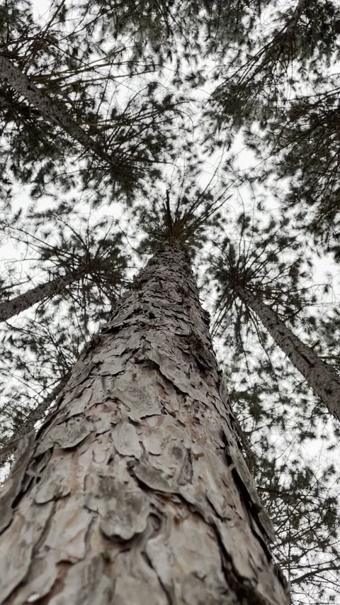 Tree looking up from the ground Stock Footage 167802398