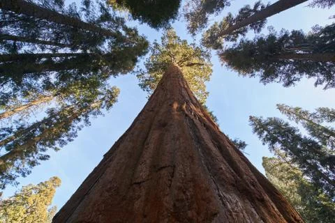 Tree looking up 库存照片