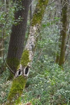A tree that looks confused Foto stock