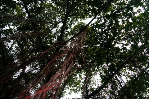 Tree lookup sky Stock Photos