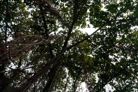 Tree lookup sky Stock Photos