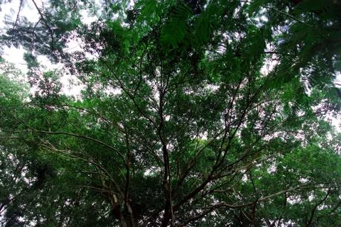 Tree lookup sky Stock Photos