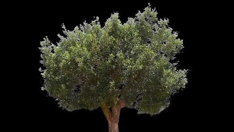 Tree Loop with alpha 01 Stockbeeldmateriaal 113334539