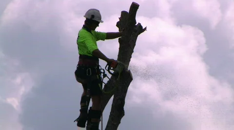 Tree lopper 1 스톡 동영상 570269