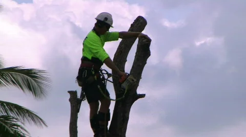 Tree lopper 2 Stock Footage 570289