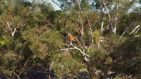 Tree lopper or arborist attached to ropes stands far out on a tree branch Stock Footage 140321993