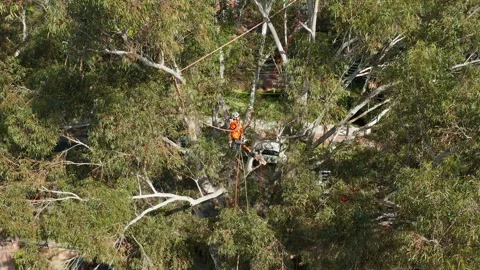 Tree lopper or arborist in harness in tree feeding ropes through top branches Stock Footage 140310251