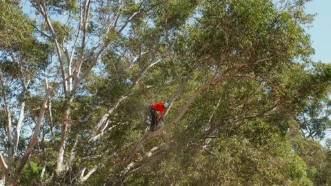 Tree lopper or arborist high up in tree cuts a large branch attached to rope Stock Footage 140315695