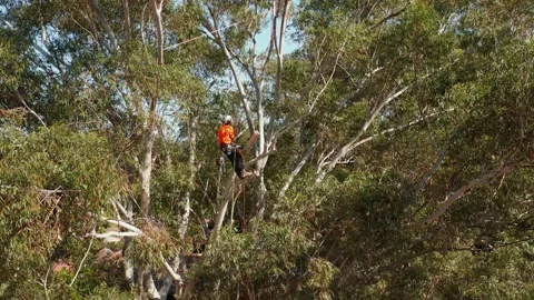 Tree lopper or arborist stands on cut branch in tree after pruning branches Stock Footage 140312378