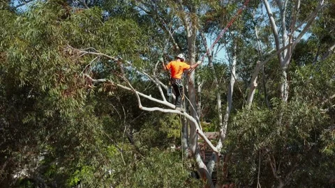 Tree lopper or arborist unties his ropes and swings across branches Stock Footage 140366129