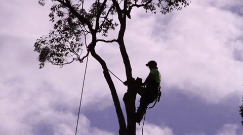 Tree lopping silhouette 库存影片 39845862