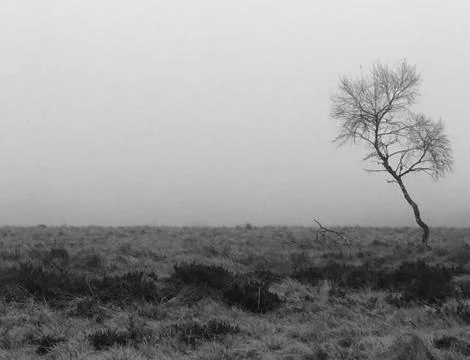A tree lost in the mist Stock Photos