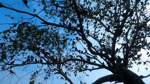Tree with a lot of birds on it Stock Footage 124741872