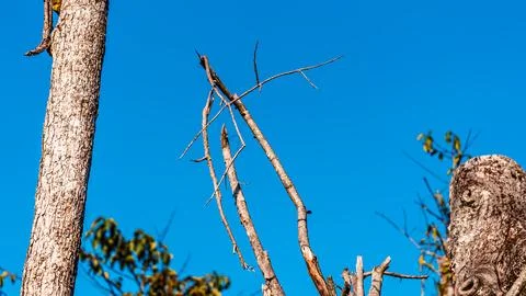 A tree with a lot of dead branches and a blue sky in the background Stock Photos