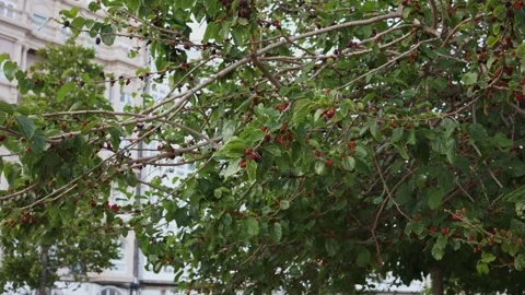 A tree with a lot of mulberry berries, tree branches on which there are a lot of Stock Footage 243101392