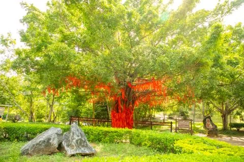 Tree with a lot of small red inscribed wish tapes next to chinese temple Stock Photos