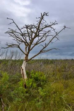 Tree with lots of branches growing Stock Photos