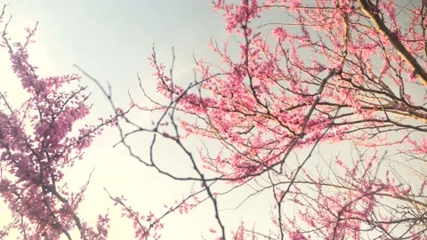 A tree with lots of pink flowers on it Stock Footage 236853013