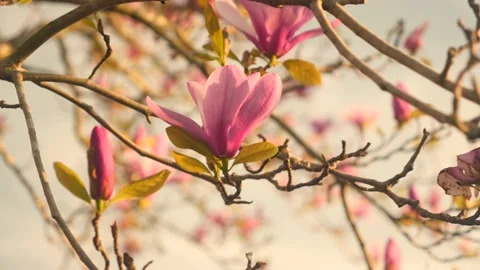 A tree with lots of pink flowers on it Stock Footage 236853030