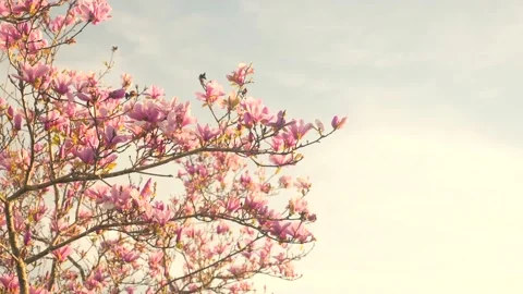 A tree with lots of pink flowers on it Stock Footage 236853034