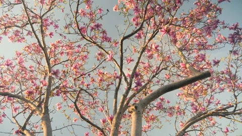 A tree with lots of pink flowers on it Stock Footage 236853044