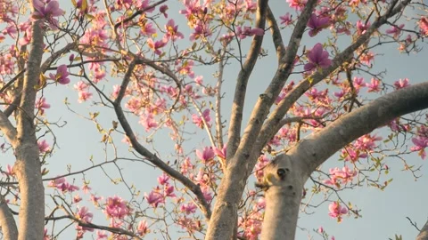 A tree with lots of pink flowers on it Stock Footage 236853045