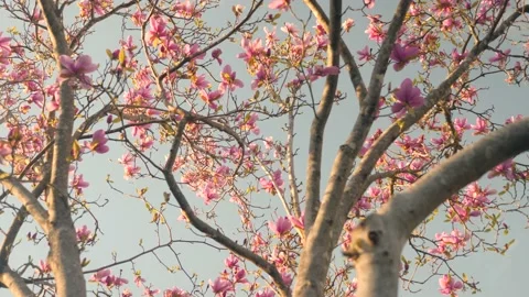 A tree with lots of pink flowers on it Stock Footage 236853047