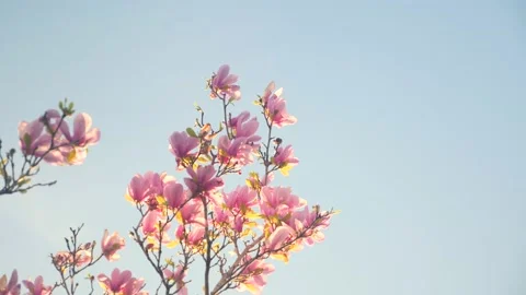 A tree with lots of pink flowers on it Stock Footage 236853064