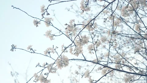 A tree with lots of white flowers on it Stock Footage 236853074