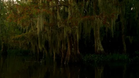 Tree in Louisiana Bayou 스톡 동영상 80441609
