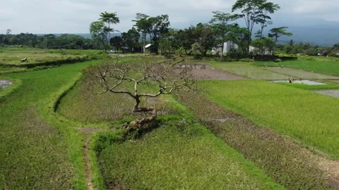 TREE OF LOVE Stockbeeldmateriaal 240483631