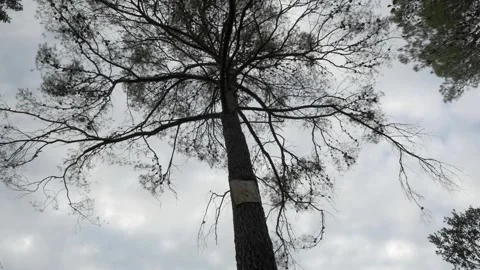 Tree low angle big tall cloudy desolated creepy old Stock Footage 142512054