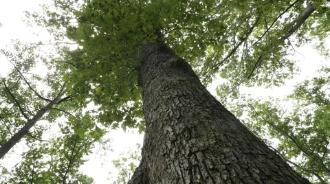 Tree Low Angle Stock Footage 60110571
