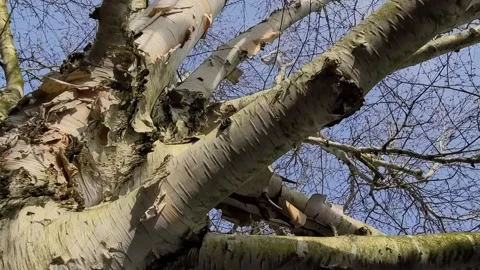 Tree low-angle turning shot Video stock 236987075