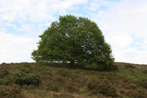 Tree with low hanging branches on a hill 库存照片