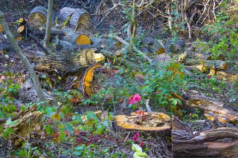 Tree lumber, wood in the forest Stock Photos