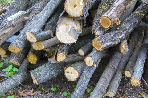 Tree lumber woods background texture Stock Photos