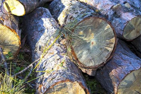 Tree lumber woods background texture Stock Photos
