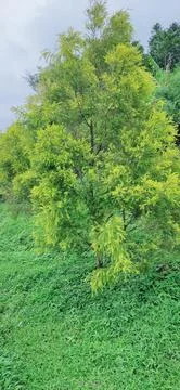 Tree with lush leaves Foto stock