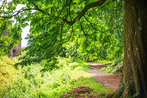 A tree with lush leaves. Stock Photos