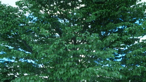 Tree with luxurious green foliage Stock Footage 104794226
