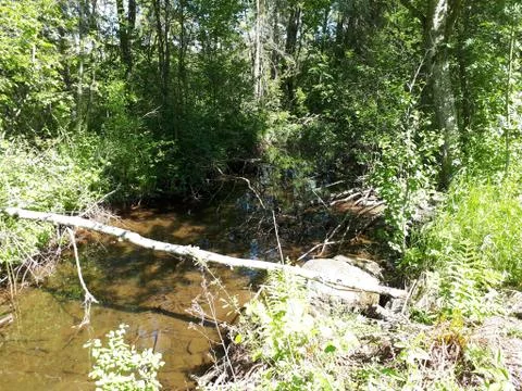 A tree lying above a small river Stock Photos